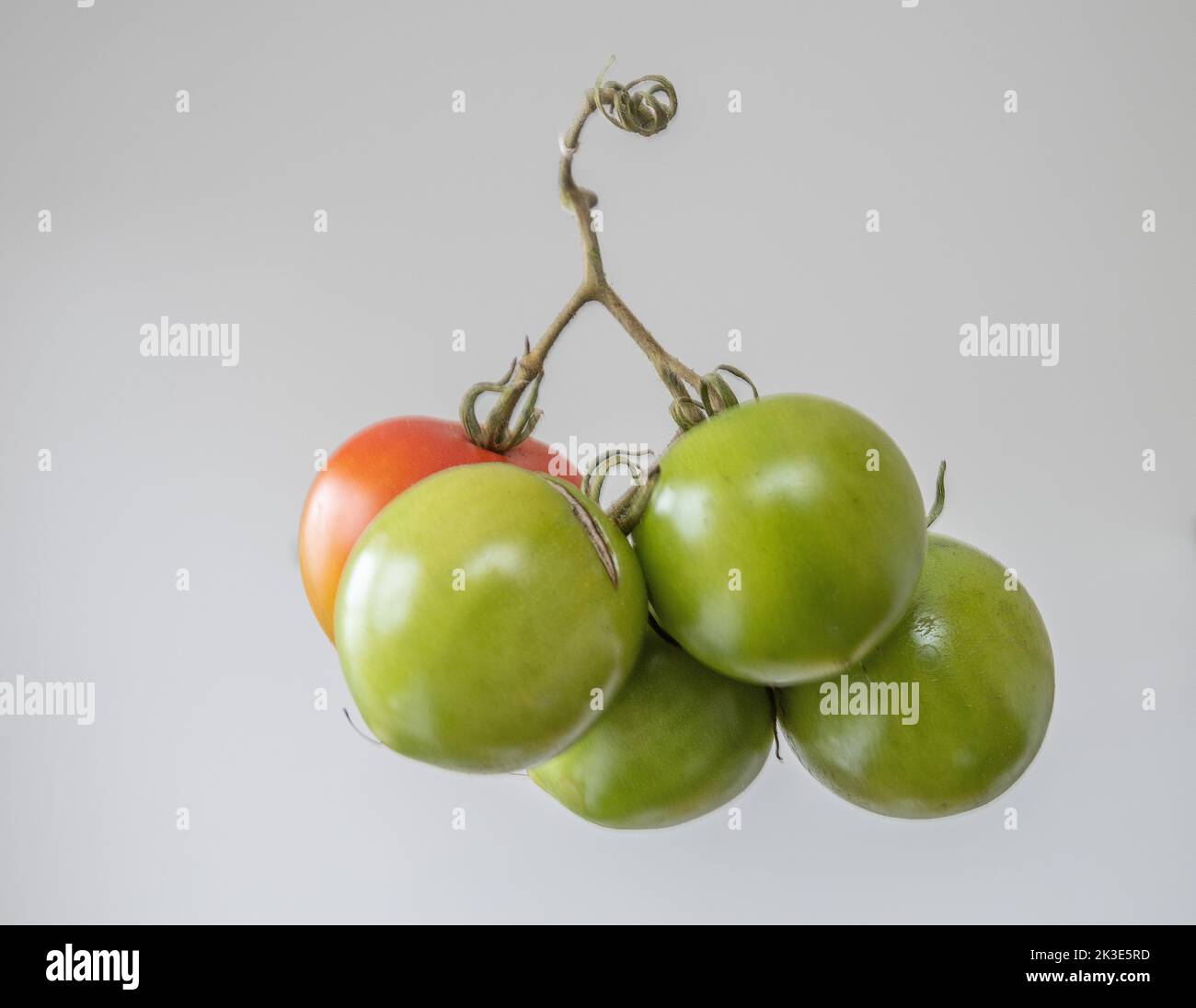 Tomaten Ausschneiden von Tomaten auf Weinstock - grüne reife Tomaten und eine rote Tomaten grauen Hintergrund Stockfoto