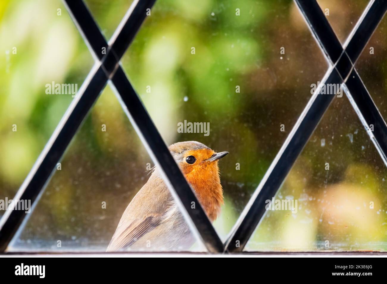 Ein Rotkehlchen, Erithacus rubecula, thronte vor einem Fenster der Hütte. Stockfoto