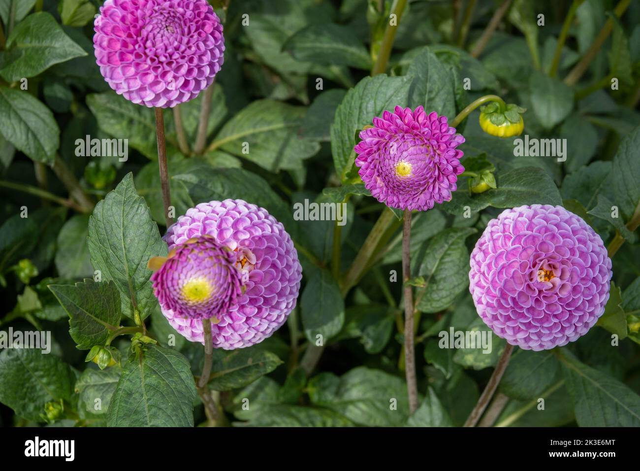 Hübsche, leuchtend rosa Pompon-Blüten von Franz Kafka Dahlia Stockfoto