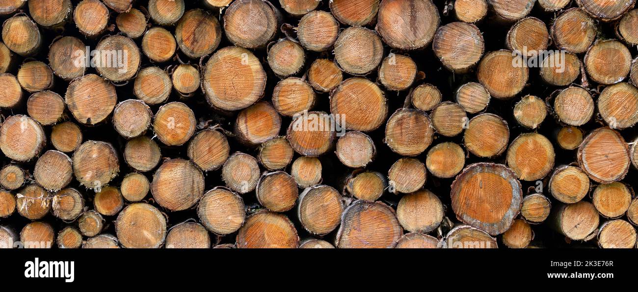 Panoramablick auf den Querschnitt eines Holzstapels vor Holzhintergrund Stockfoto