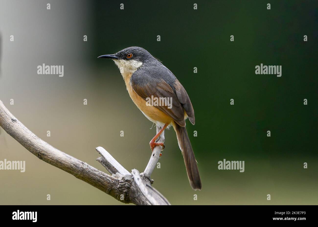 ASHIGE PRINIA Stockfoto