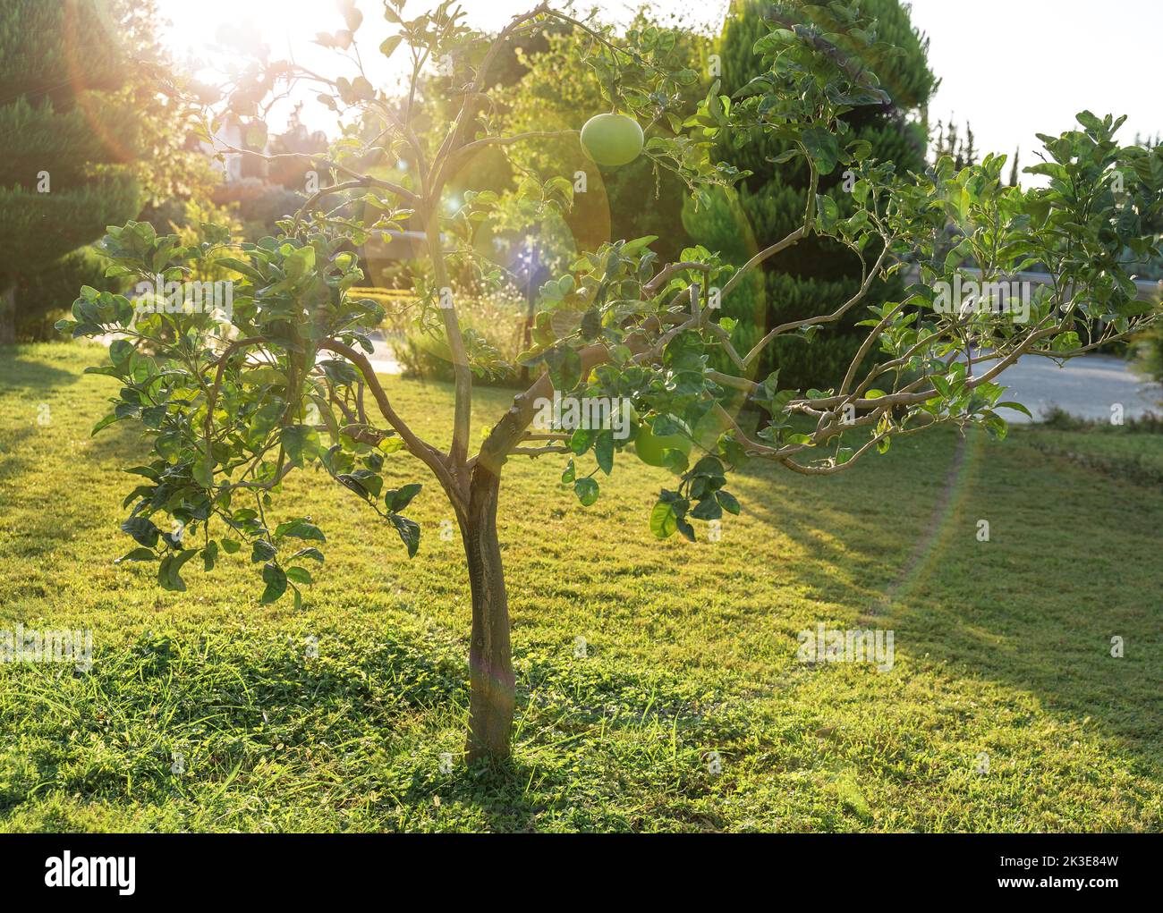 Nahaufnahme eines frischen Grapefruitbaums mit grünen Früchten im Abendlicht. Grüner natürlicher Hintergrund mit Kopierbereich. Wunderschöne Sommerlandschaft. Stockfoto