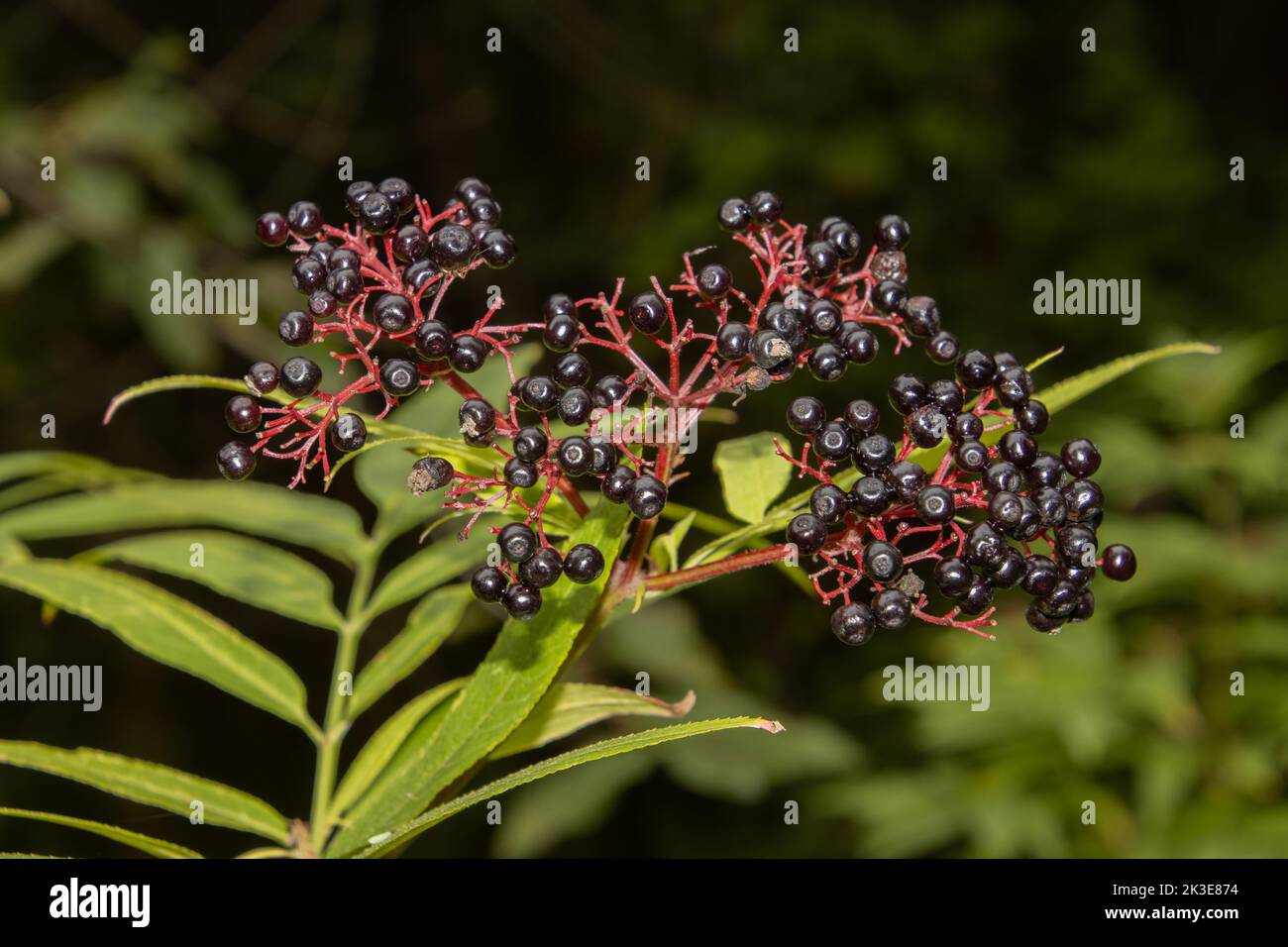 Schwarze Beeren von Danewort, auch Sambucus ebulus genannt Stockfoto