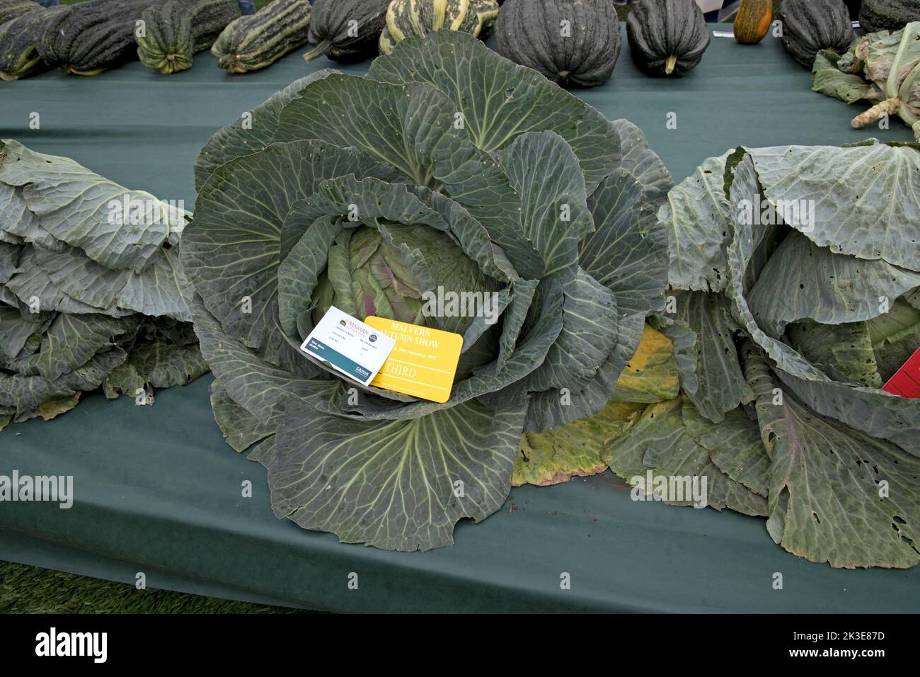 Riesige Kohlköpfe sind einige der riesigen Gemüse auf der Three Counties Autumn Show Great Malvern, Großbritannien Stockfoto