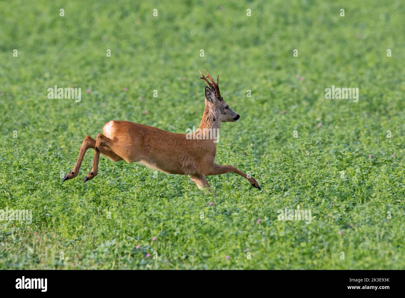 Europäischer Reh (Capreolus capreolus), der im Sommer auf Ackerland flüchtet Stockfoto