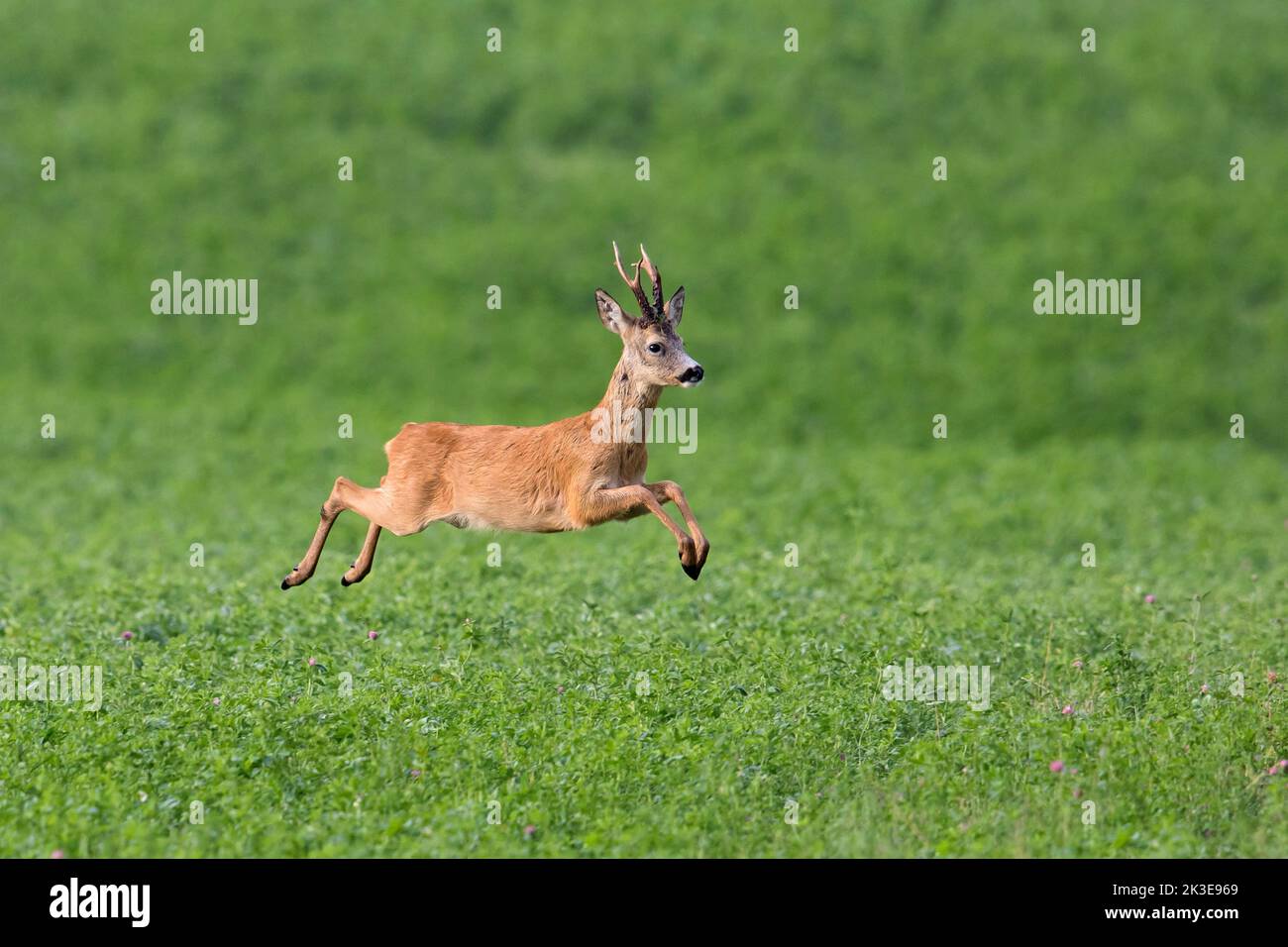 Europäischer Reh (Capreolus capreolus), der im Sommer auf Ackerland flüchtet Stockfoto