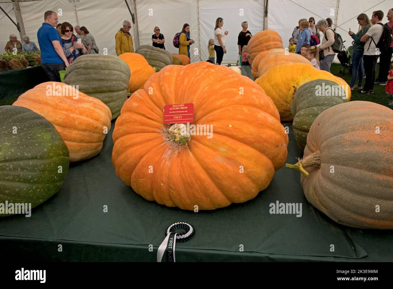 Riesige Kürbisse sind einige der riesigen Gemüse auf Three Counties Autumn Show Great Malvern, Großbritannien Stockfoto