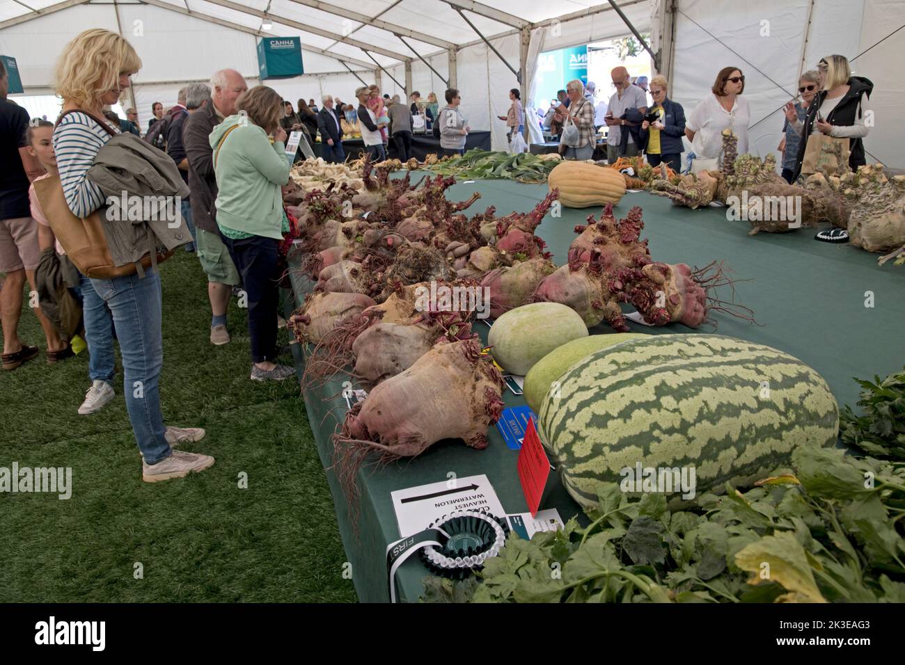 Besucher, die sich ein paar der riesigen Gemüsesorten auf der Three Counties Autumn Show Great Malvern, Großbritannien, ansehen Stockfoto