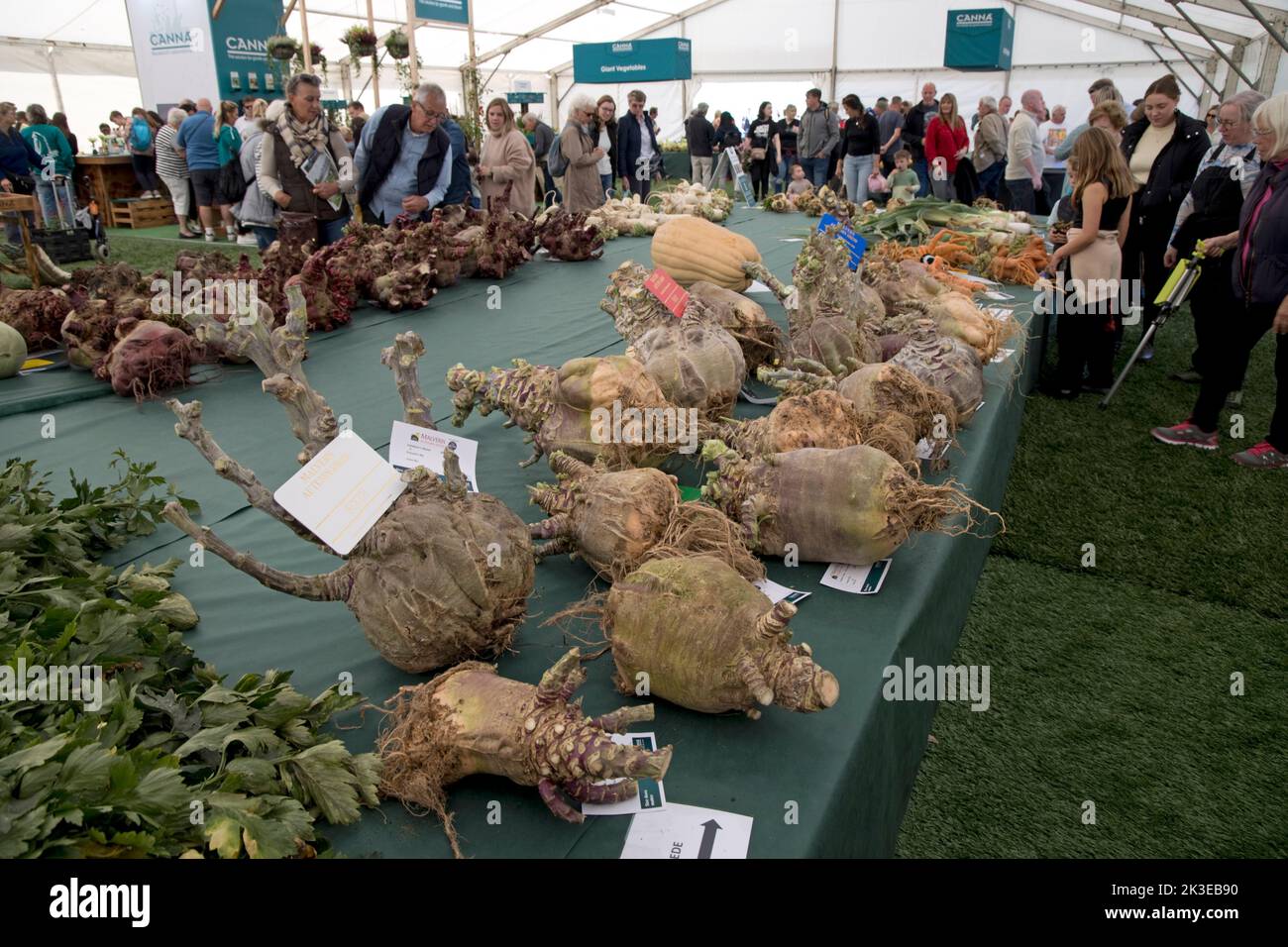 Besucher, die sich die Exponate einiger der riesigen Gemüse auf der Three Counties Autumn Show Great Malvern, Großbritannien, ansehen Stockfoto