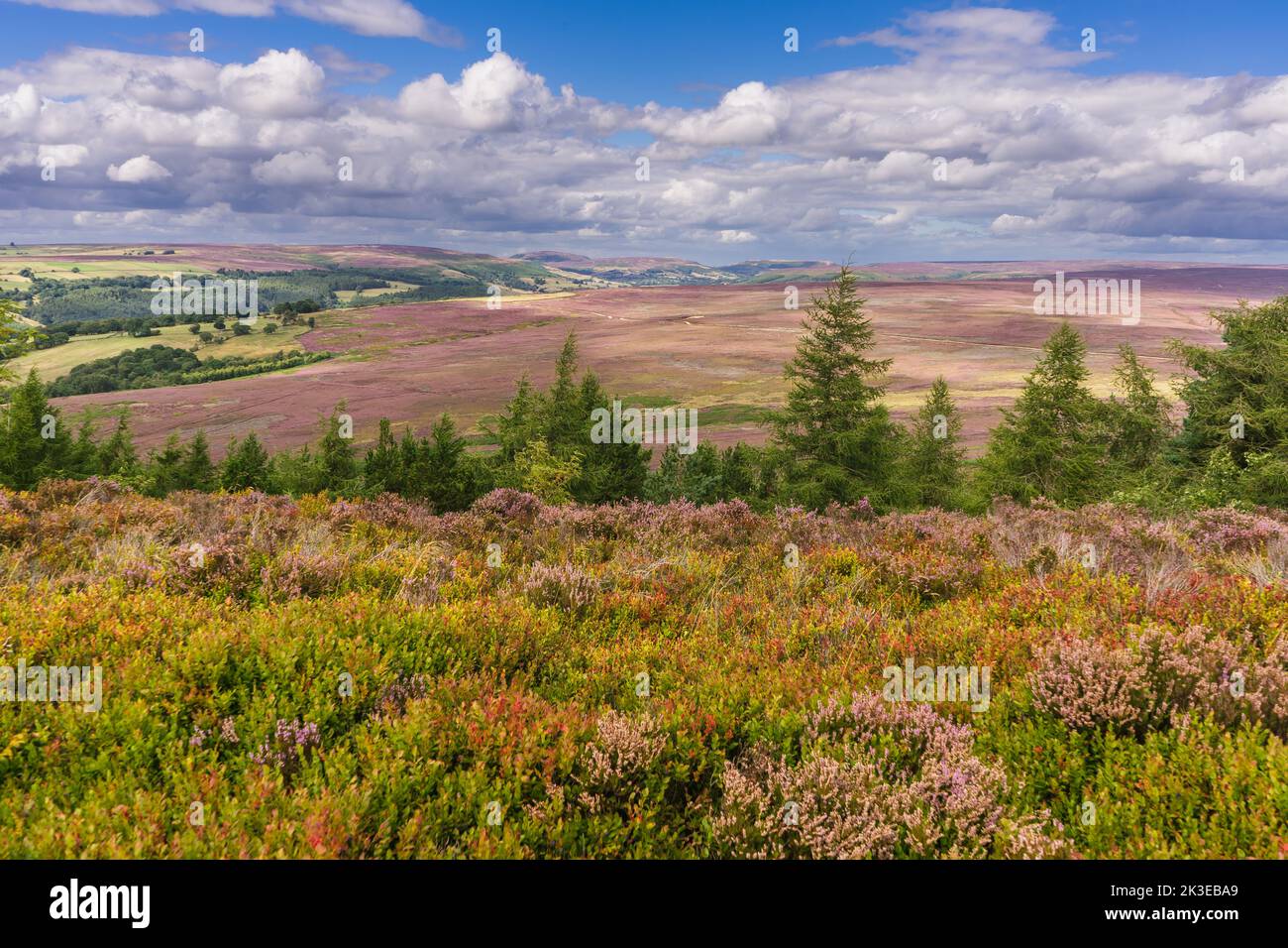 Spätsommer auf den North Yorkshire Moors und die Heidekraut blüht, was das Moor violett macht. Diese Aussicht ist von der Nähe der Cowhouse Bank und Bilsdale Stockfoto