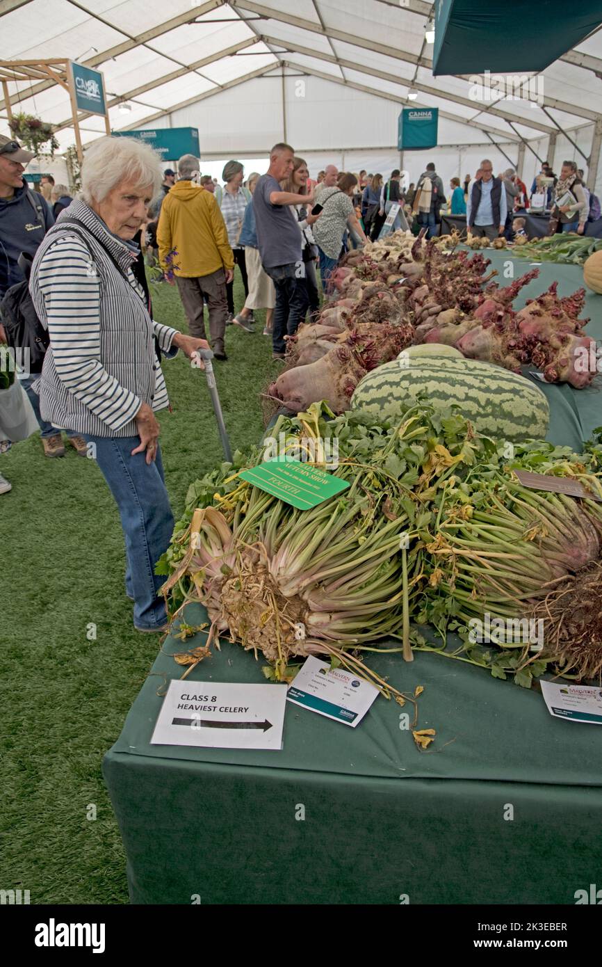 Besucher der Three Counties Autumn Show Great Malvern, Großbritannien, sehen sich riesigen Sellerie und einige der anderen riesigen Gemüse an Stockfoto