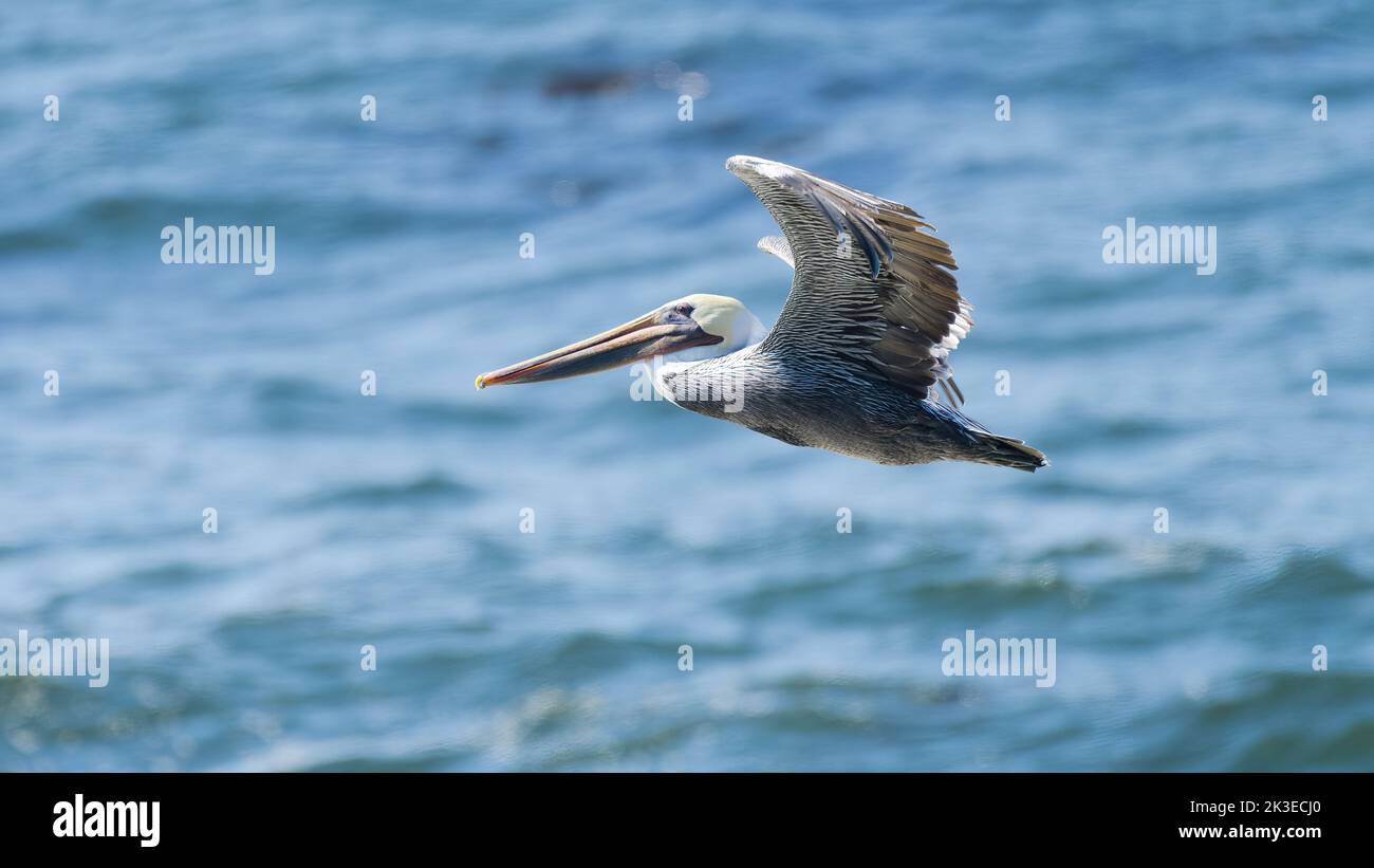 Brauner Pelikan im Flug gegen den blauen Ozean im Sonnenlicht mit erhobenen Flügeln Stockfoto