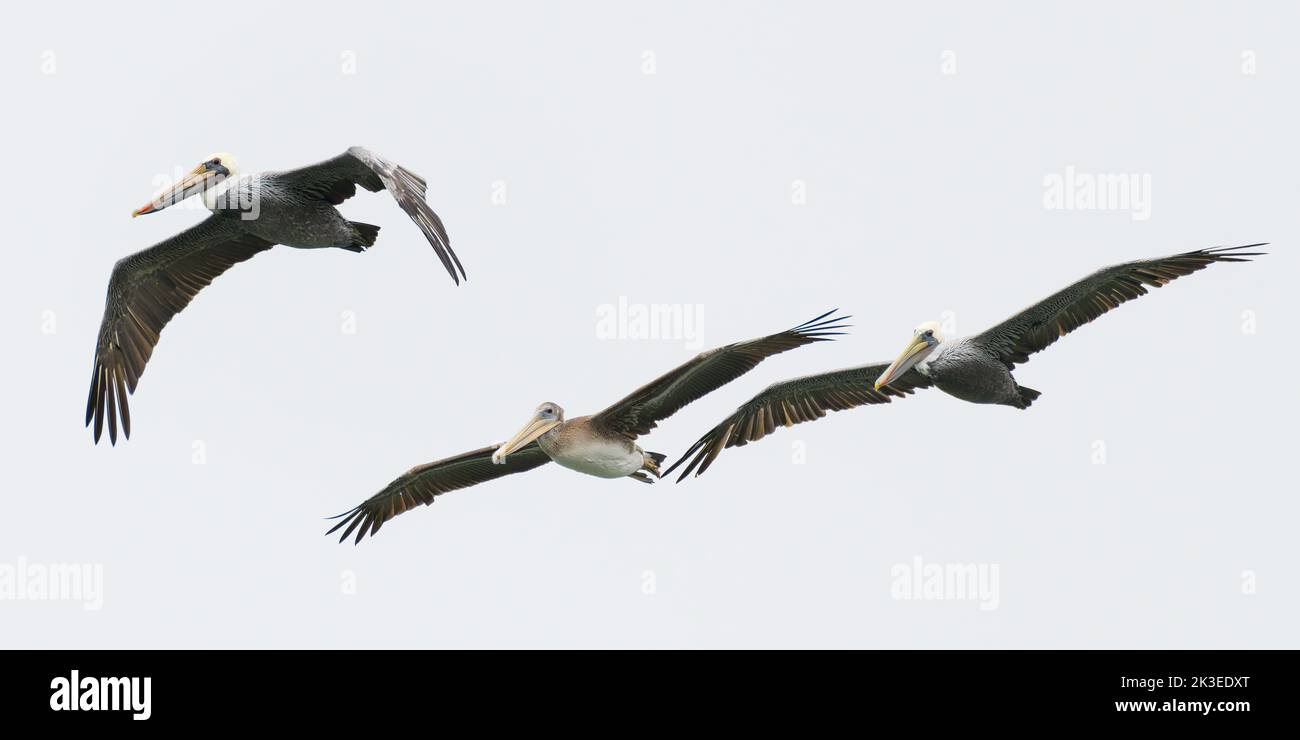 Drei braune Pelikane, isoliert vor weißem Hintergrund, die von unten gesehen über dem Himmel vorbeiziehen, mit ausgebreiteten Flügeln Stockfoto