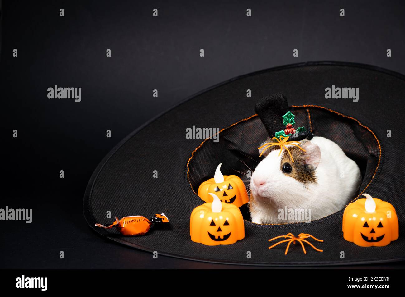Ein Meerschweinchen sitzt in einem Hut und bereitet sich auf Halloween vor. Stockfoto