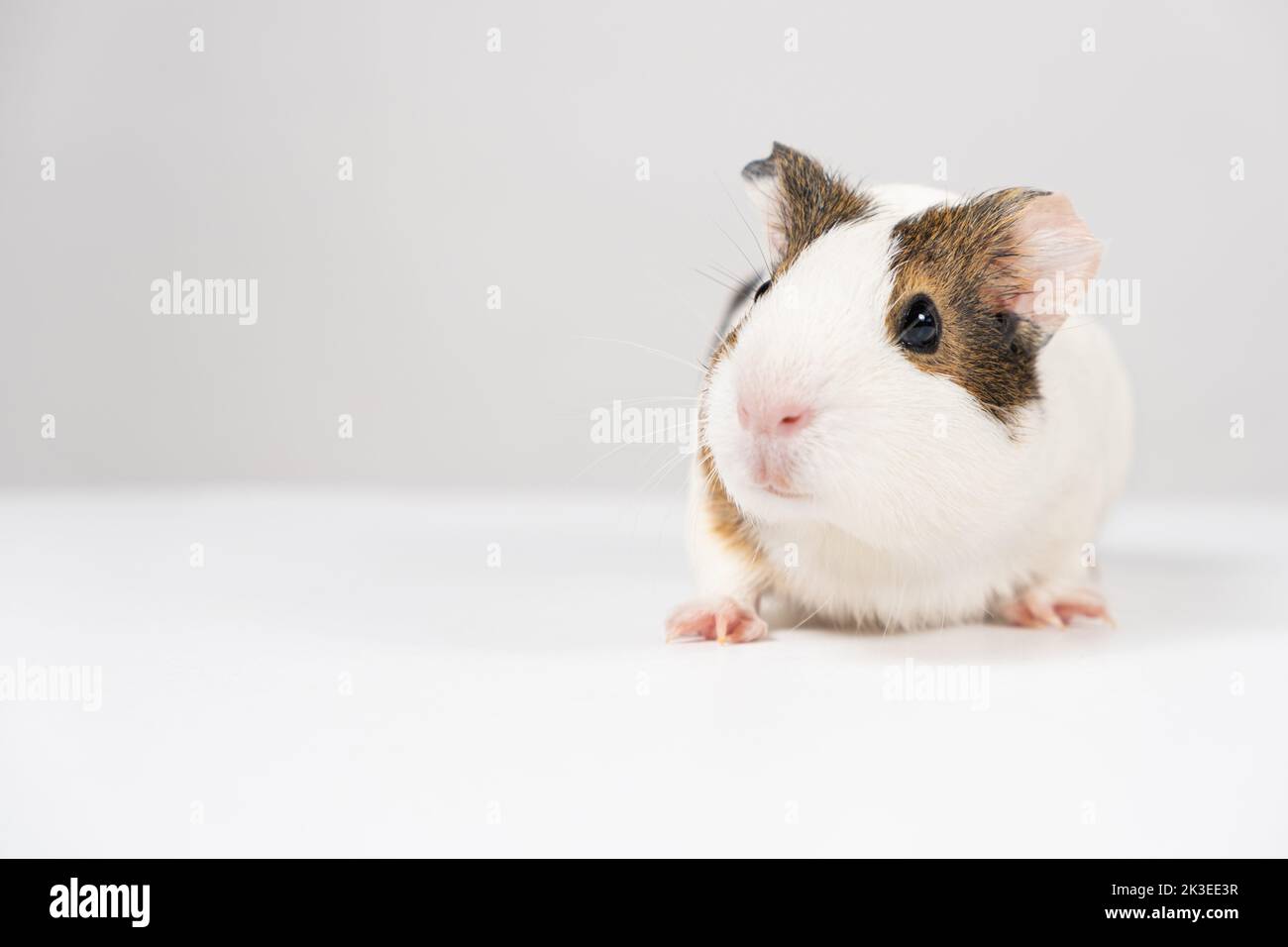 Ein kleines Meerschweinchen im Alter von 2 Monaten sitzt auf weißem Hintergrund Stockfoto