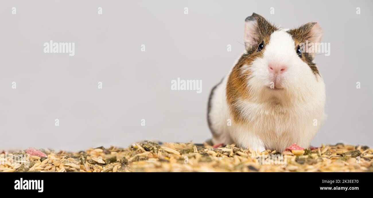Ein kleines Meerschweinchen sitzt neben dem Futter auf weißem Hintergrund. Stockfoto