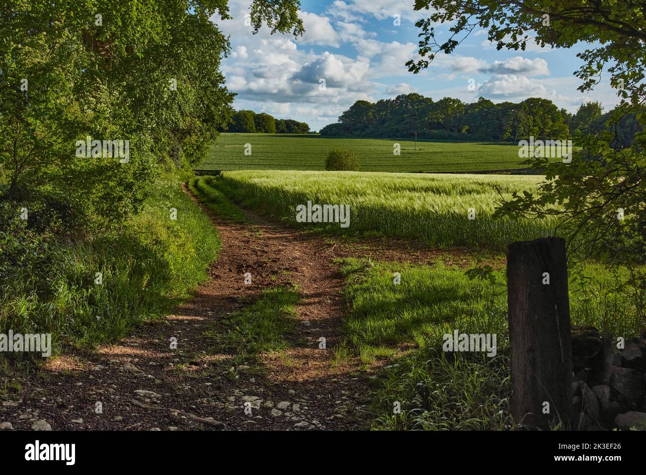 Eine Landschaft in Wiltshire Stockfoto
