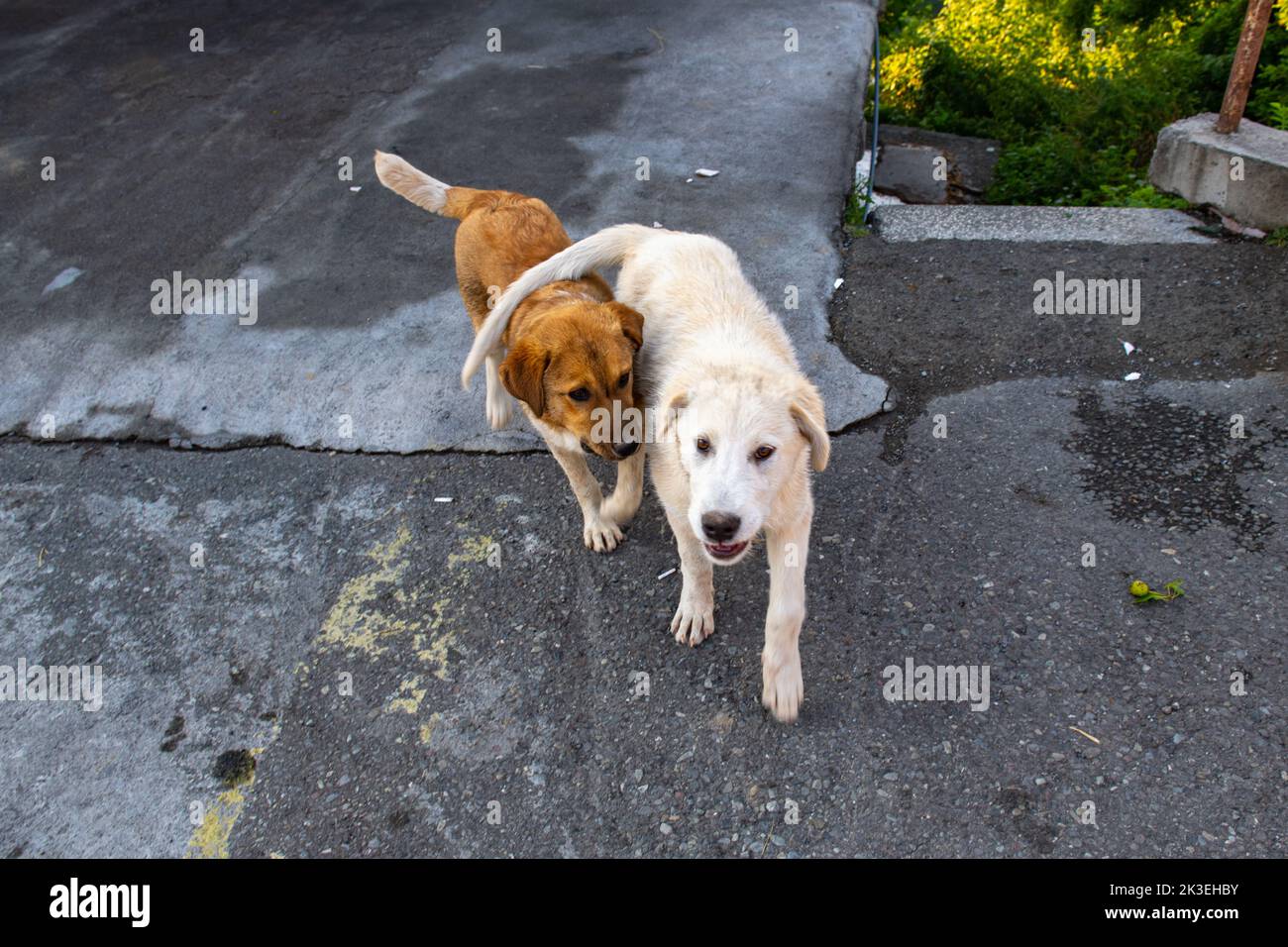 Zwei Hunde spielen in georgien miteinander Stockfoto
