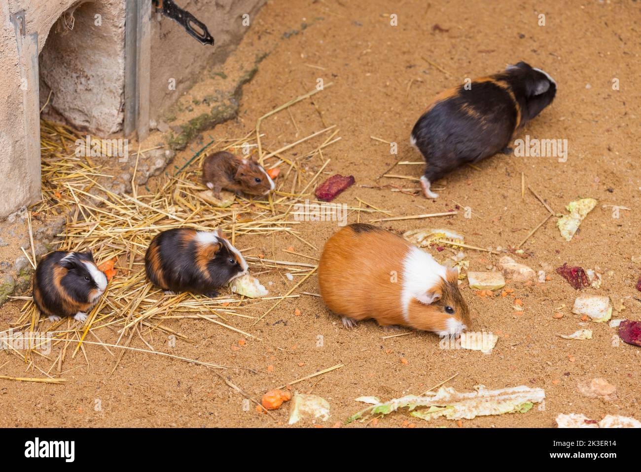 meerschweinchen im ZOO Jihlava, Tschechische Republik Stockfoto