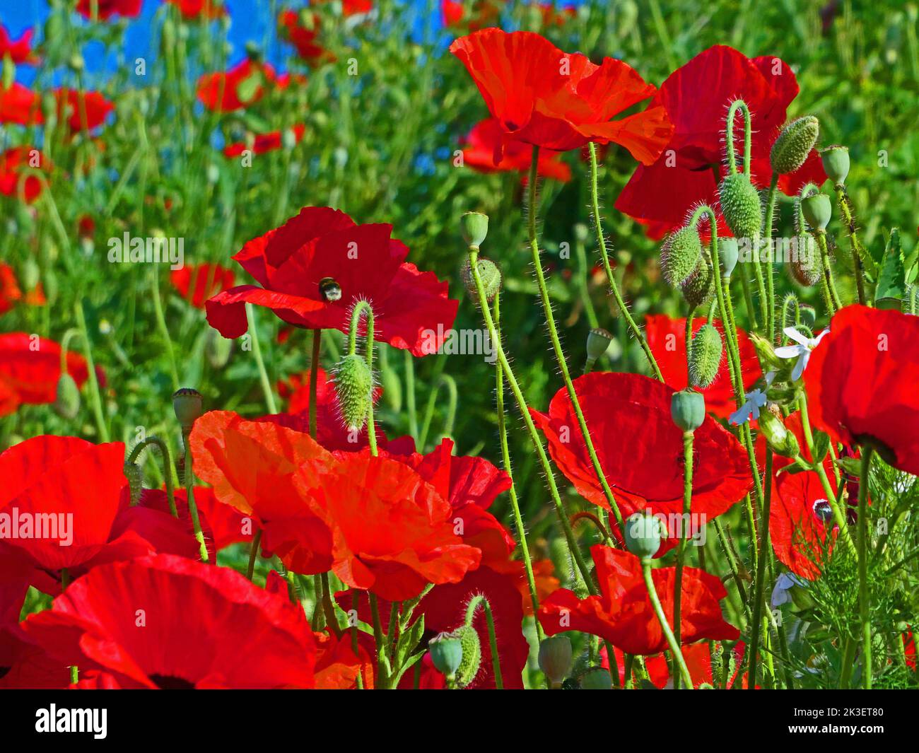 Feuern Sie im Sommer rote Mohnblumen auf einem Feld an Stockfoto