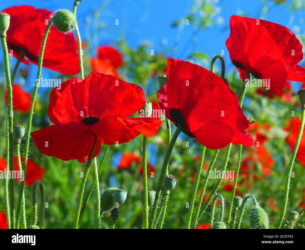 Feuern Sie im Sommer rote Mohnblumen auf einem Feld an Stockfoto