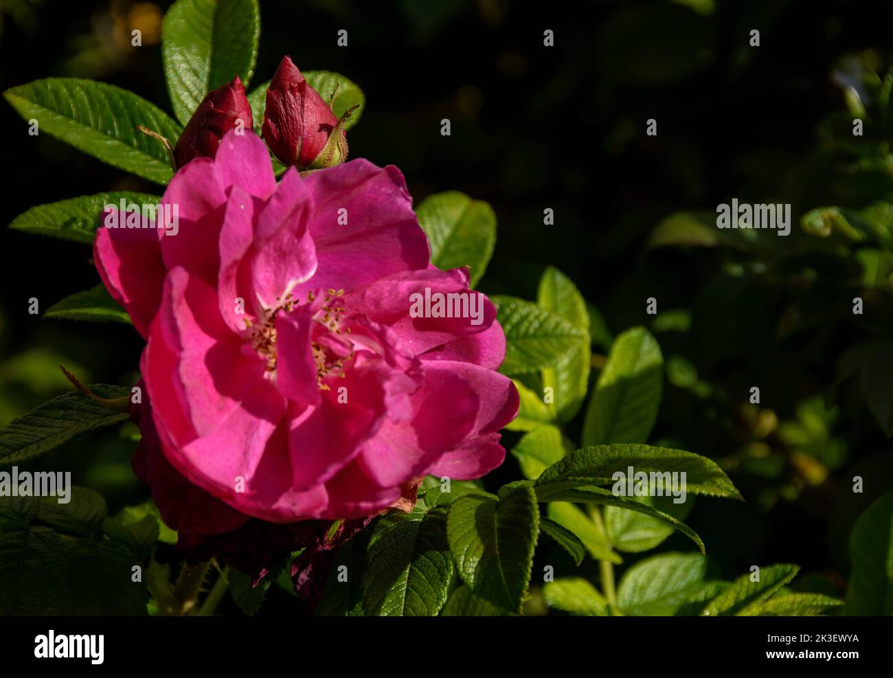 Hagebutte blühen im September Stockfoto