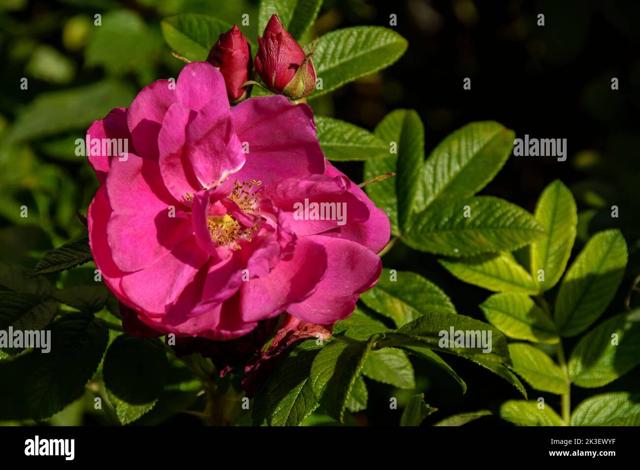 Hagebutte blühen im September Stockfoto