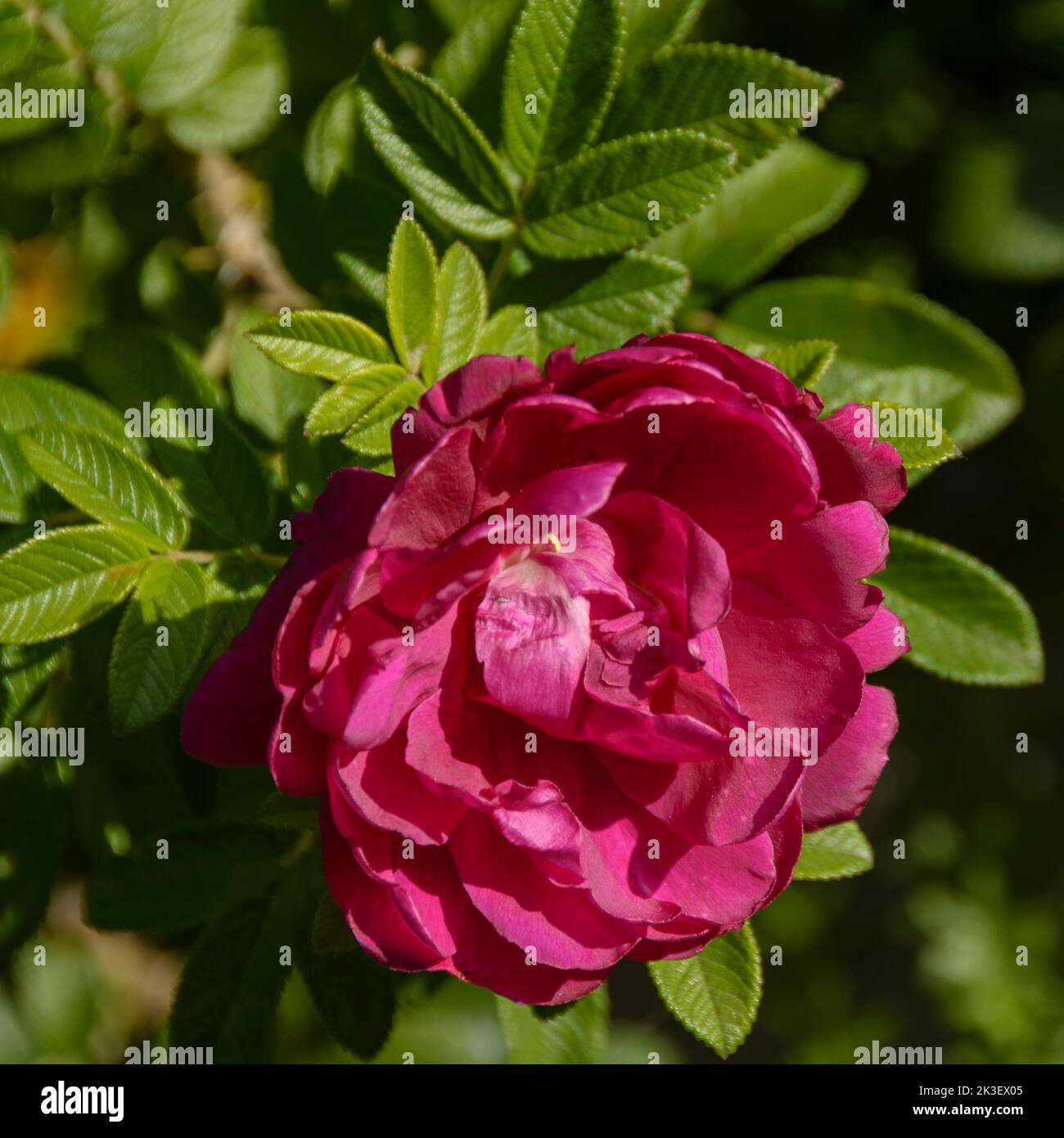 Hagebutte blühen im September Stockfoto