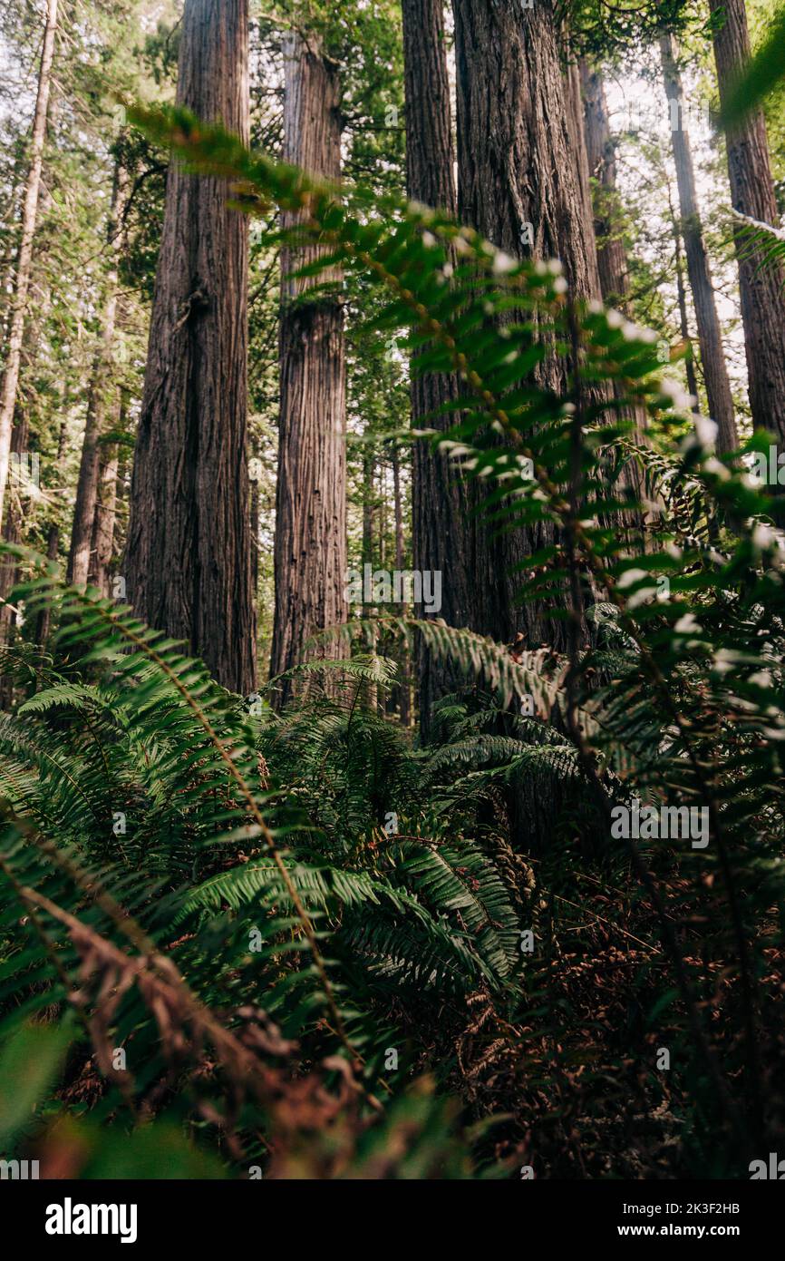 Blick auf massive, detailreiche, uralte Redwood-Bäume durch große Farne im dichten Grün der nördlichen kalifornischen Küste, USA. Stockfoto