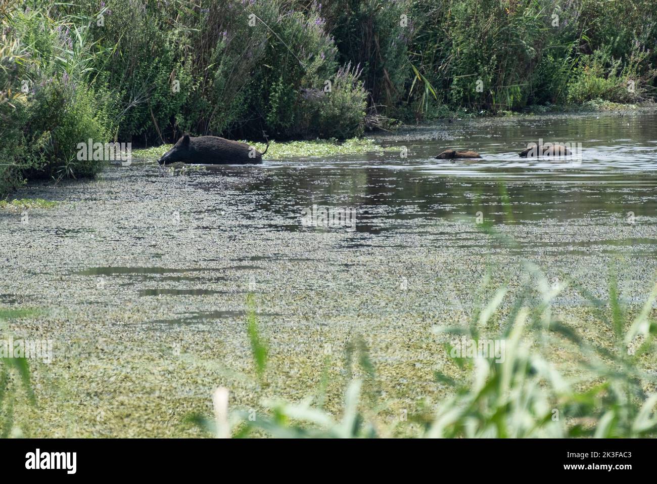 Mutter Wildschwein mit zwei Babys, die einen Bach im Hula-Tal im Norden Israels durchqueren Stockfoto