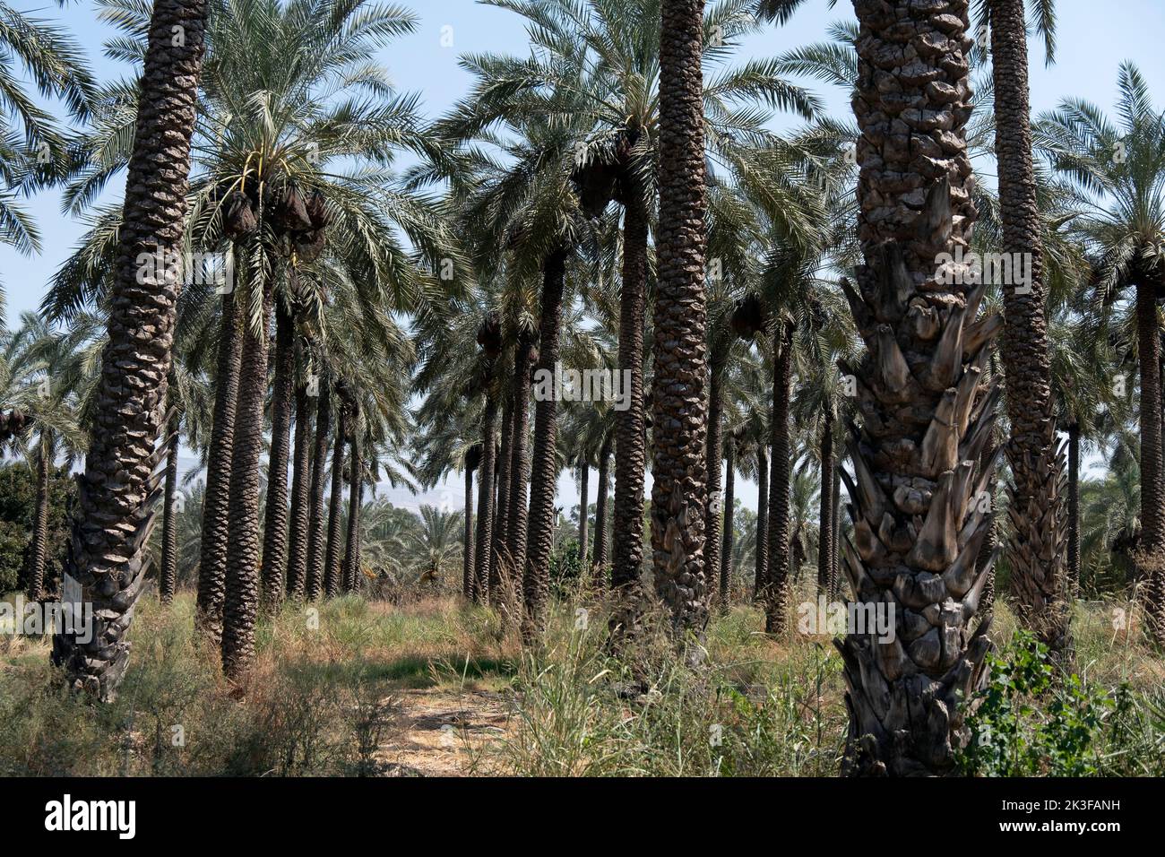 Hain of Date Palms wächst im Norden Israels in der Nähe von Tiberias Stockfoto