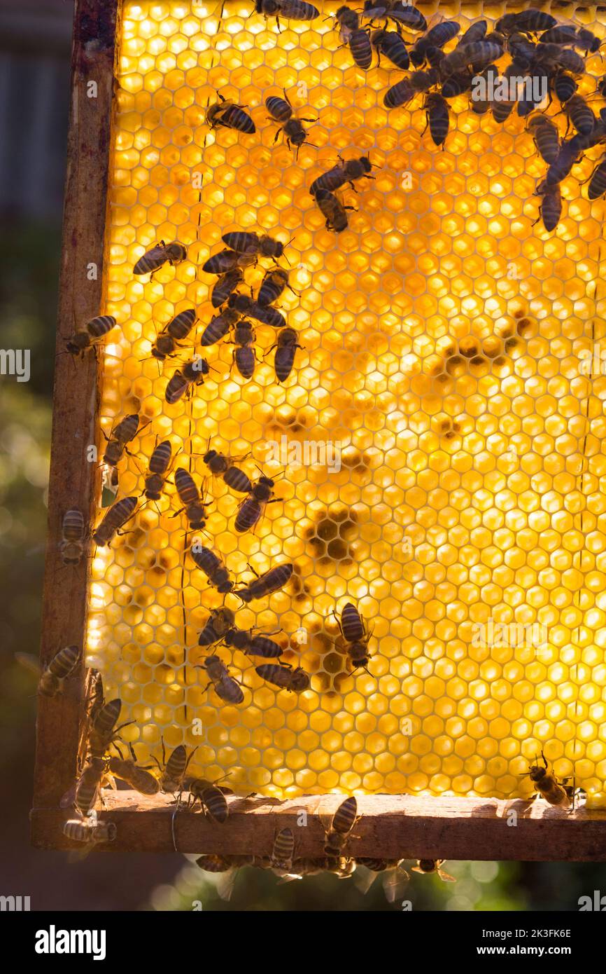Honeycomb mit Bienen und schöner Abendbeleuchtung Stockfoto