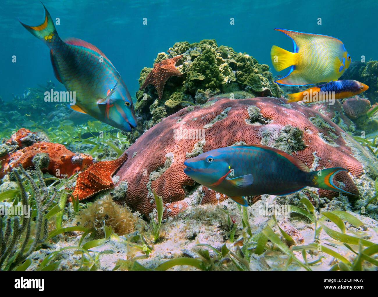 Bunte Korallenriff mit tropischen Fischen und Seesternen, Karibik, Mexiko Stockfoto