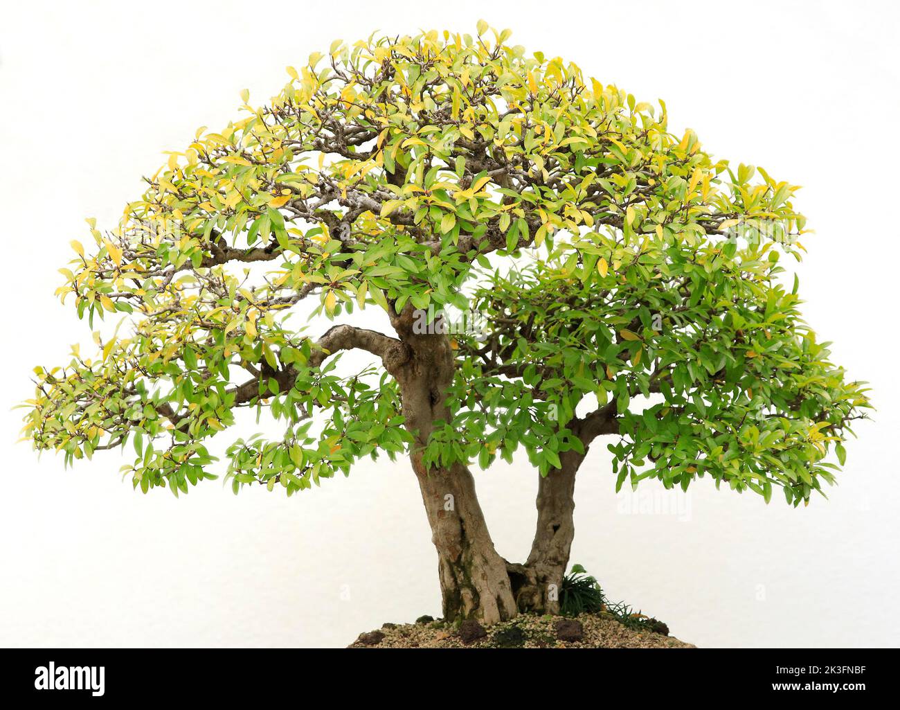 Bonsai-Baum vor weißem Hintergrund, für Heim- und Bürodekoration Stockfoto