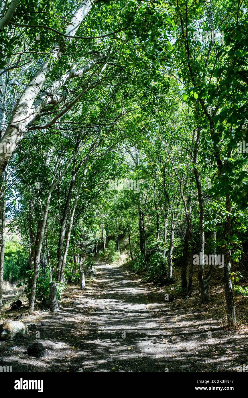 Ein schöner Promenadenwanderweg in den ruhigen Naturwald. Hochwertige Fotos Stockfoto