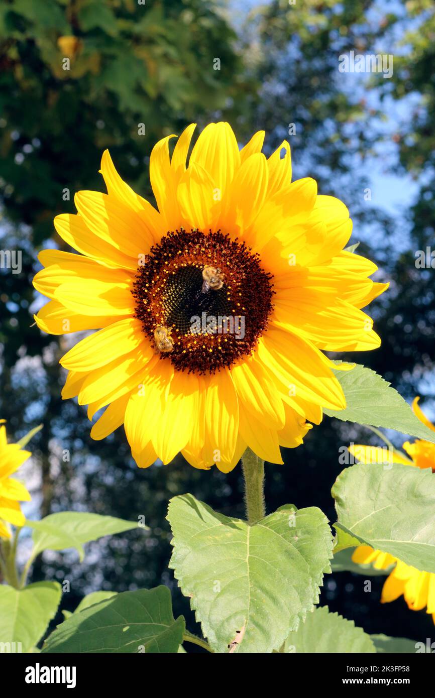 Bienen auf einer Sonnenblume bei Herbstsonne am Kanal von Thrupp in Oxfordshire Stockfoto