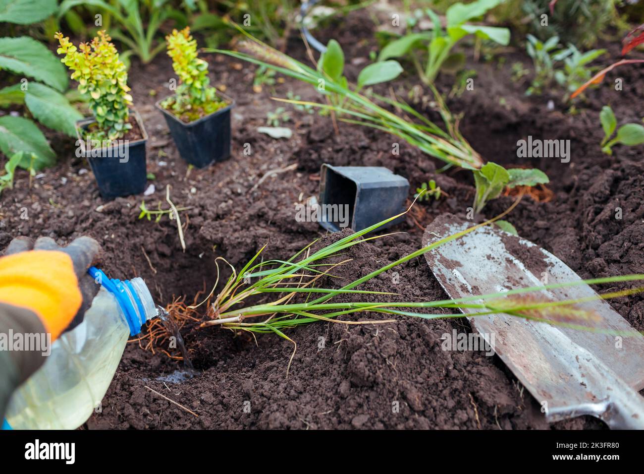 Pflanzen pennisetum schwarze Schönheit in den Boden. Der Gärtner
