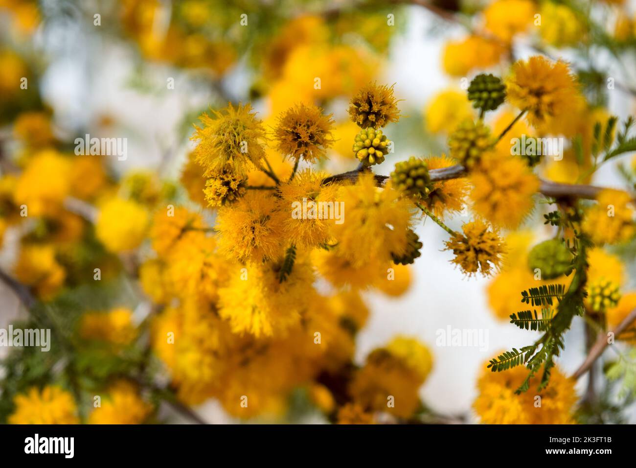 Gelbe Blüten eines akazienkörbs Stockfoto
