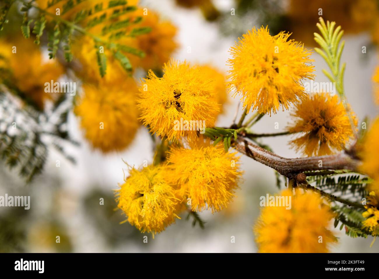 Gelbe Blüten eines akazienkörbs Stockfoto