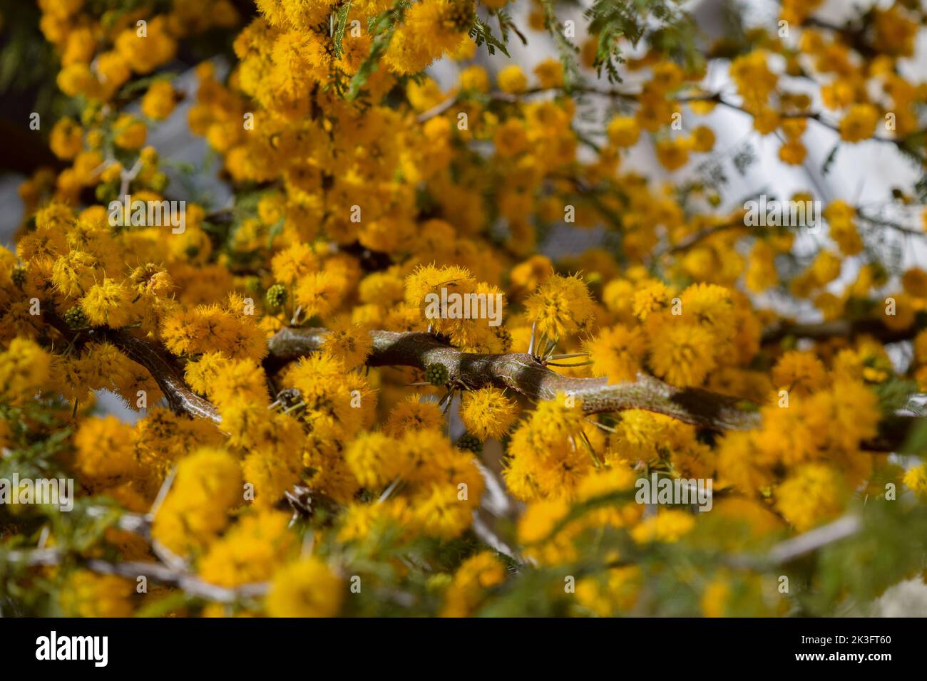 Gelbe Blüten eines akazienkörbs Stockfoto