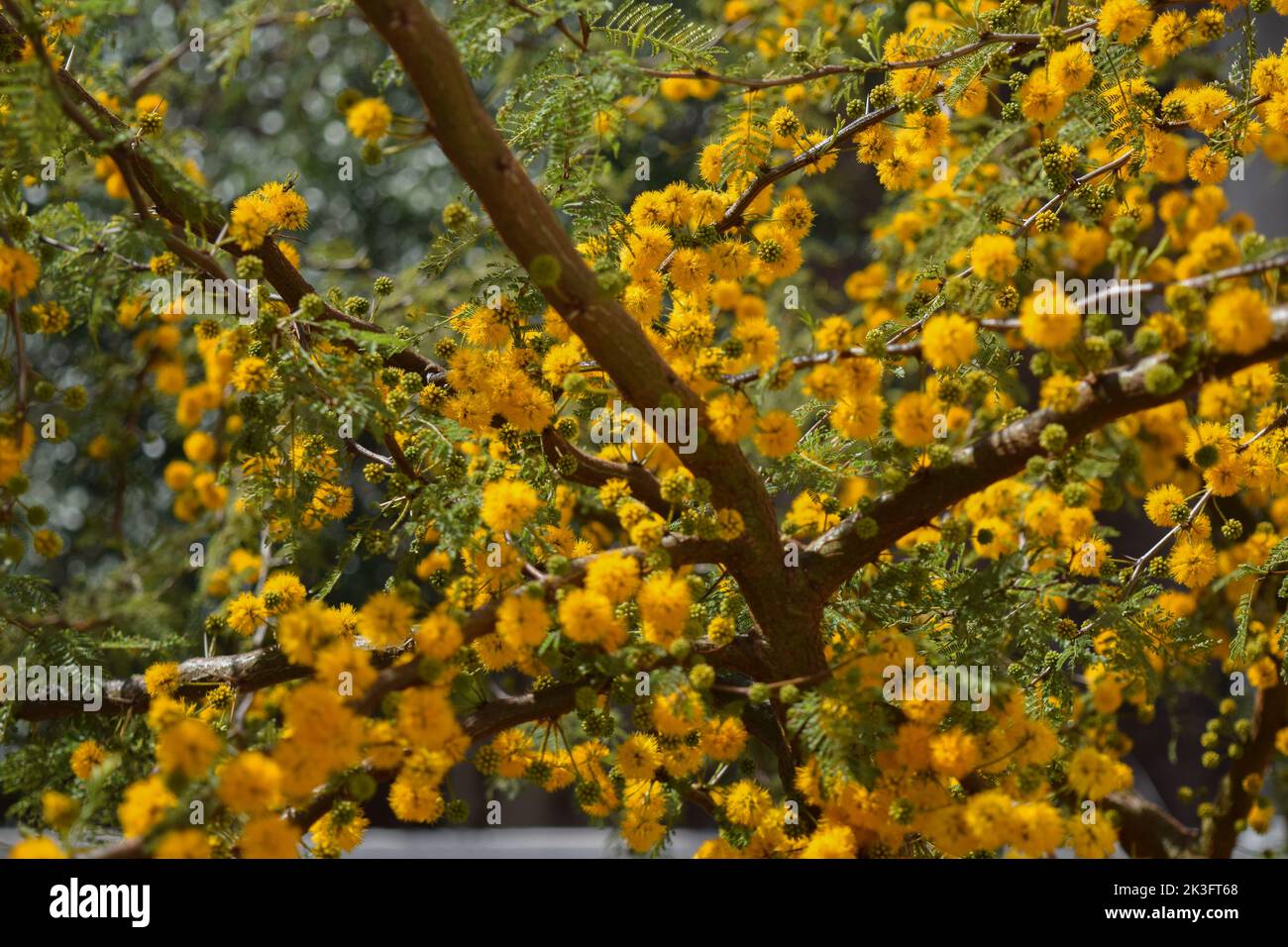 Gelbe Blüten eines akazienkörbs Stockfoto