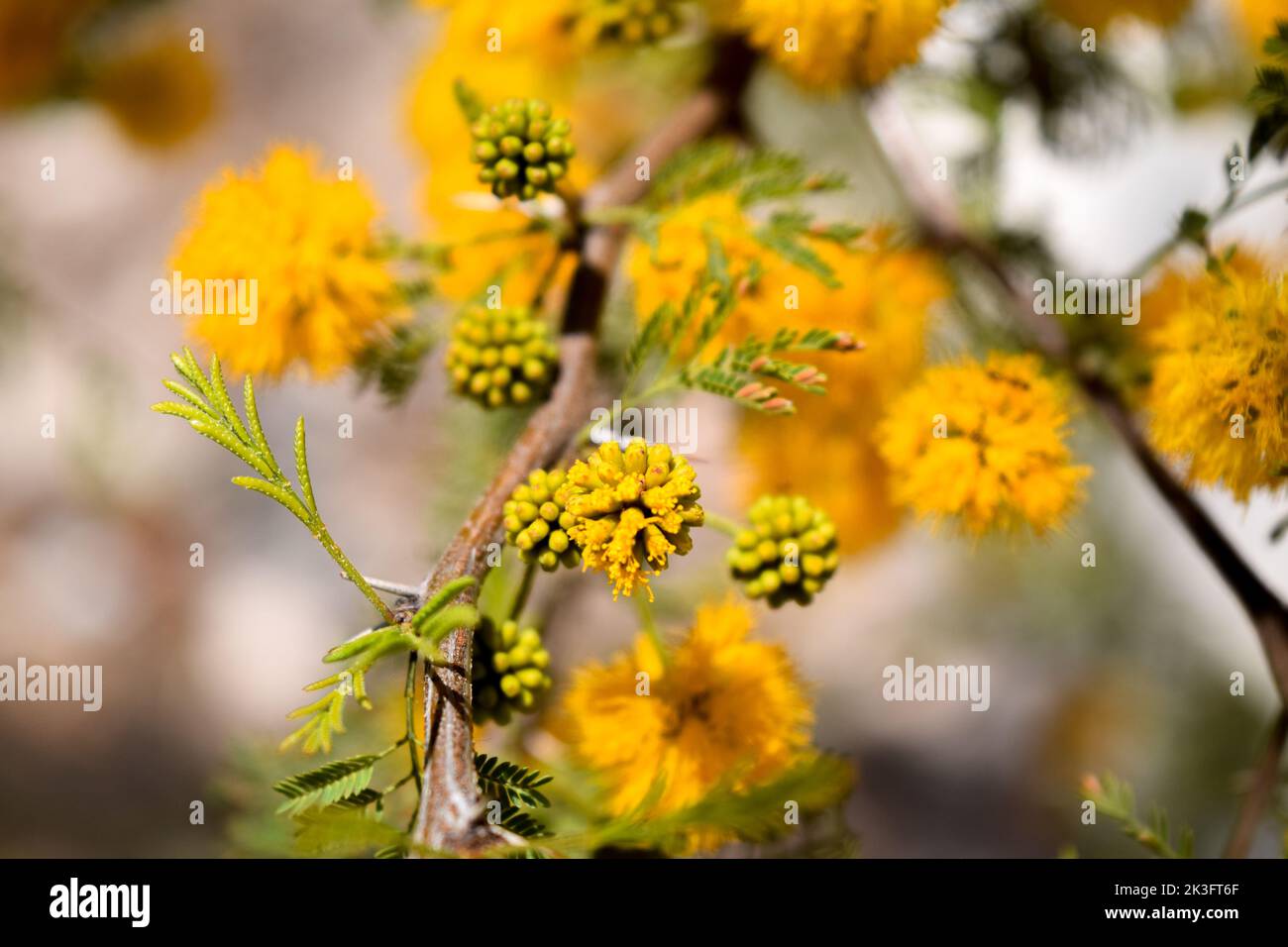 Gelbe Blüten eines akazienkörbs Stockfoto