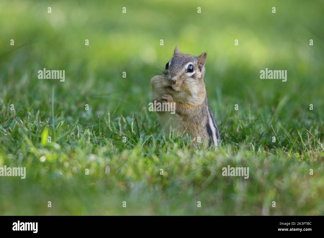 Eastern Chippmunk Tamias striatus sammeln im Gras und sammeln Nahrung in Wangenbeuteln, um sie für den Winter zu verstauen Stockfoto