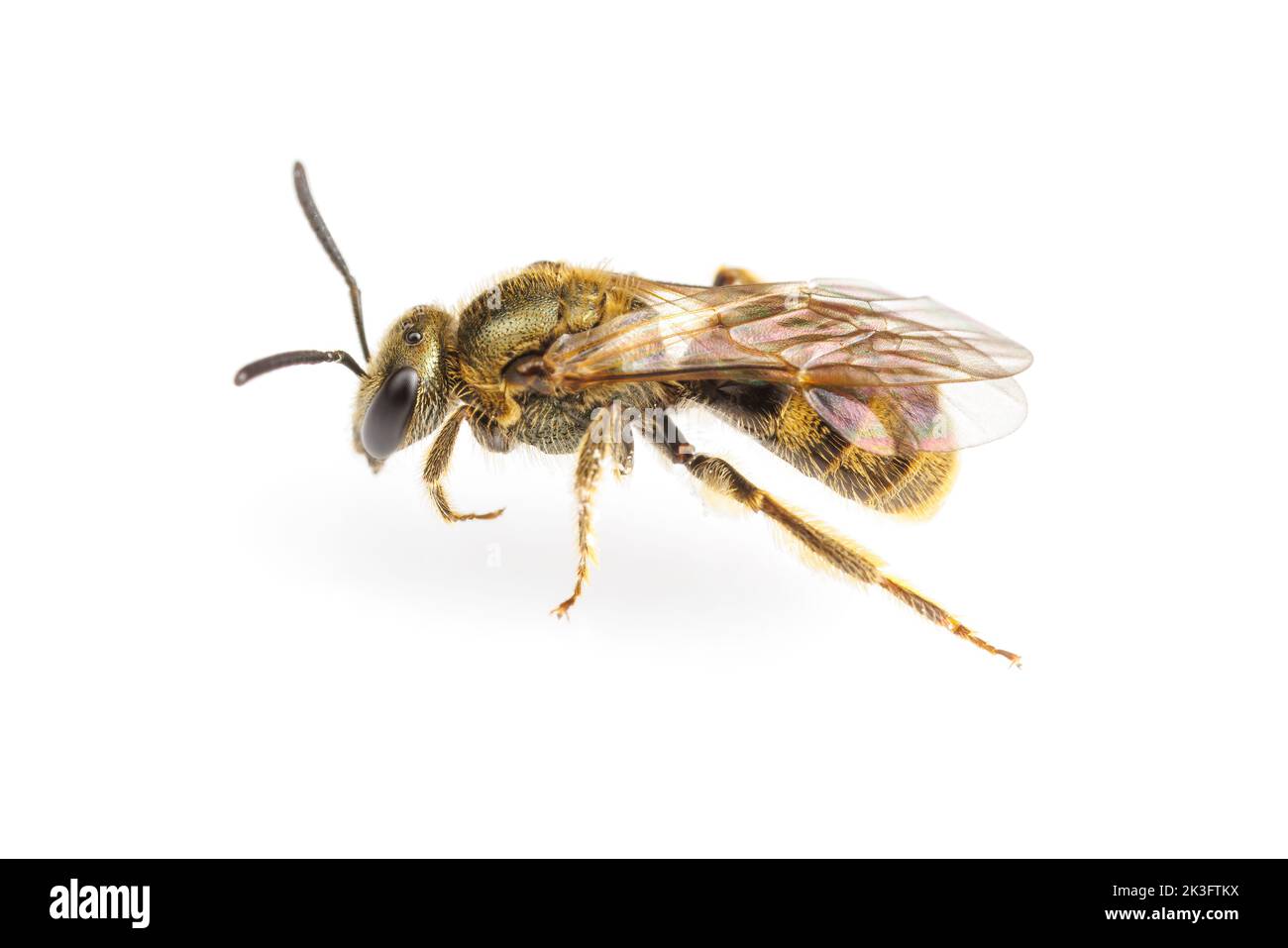 Schweissbiene (Lasioglossum sp.) der Untergattung Dialictus, isoliert auf weißem Hintergrund. Stockfoto