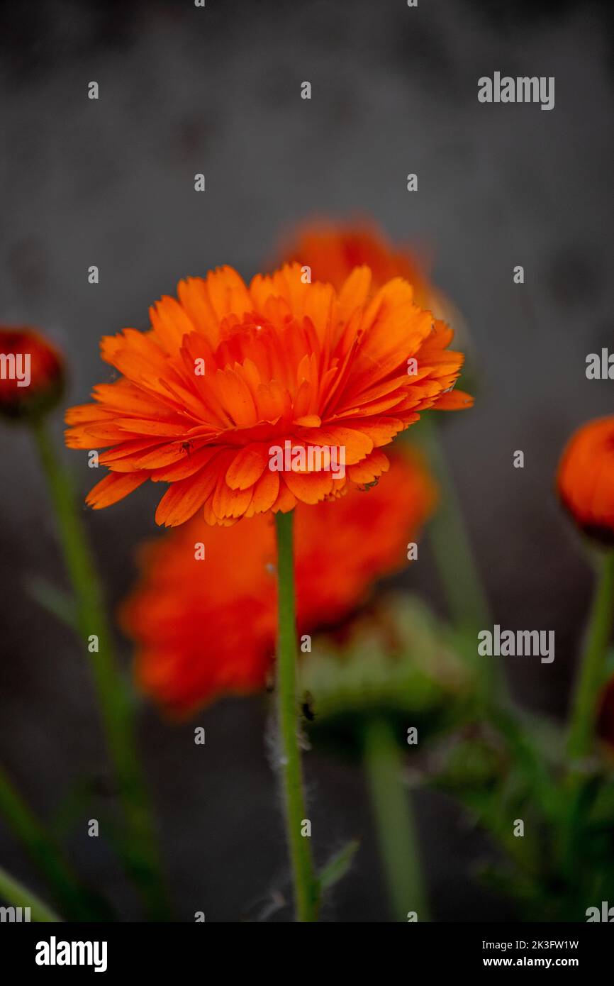 Orangenblüten einer Calendula officinalis Stockfoto