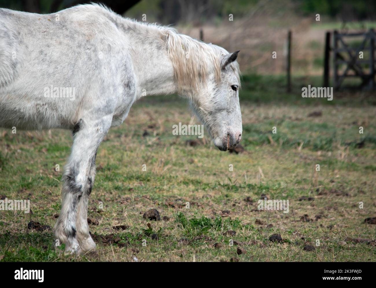 Porträt eines Pferdes. Haustiere Stockfoto