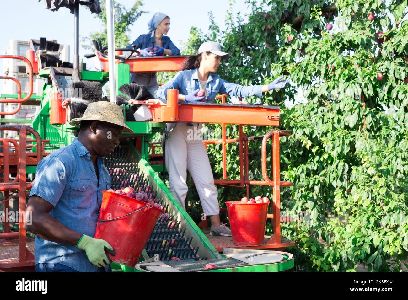 Multinationales Team von Landwirten, die an einer modernen Ernteplattform im Obstgarten arbeiten und Pflaumen pflücken Stockfoto