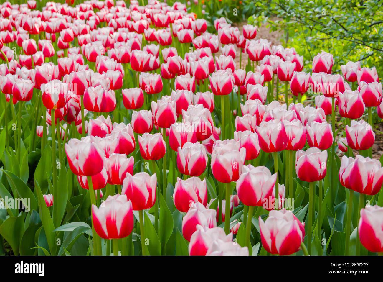 Farbenfrohe Frühlingswiese mit rot-weißen Tulpen-blüten im niederländischen Design Stockfoto