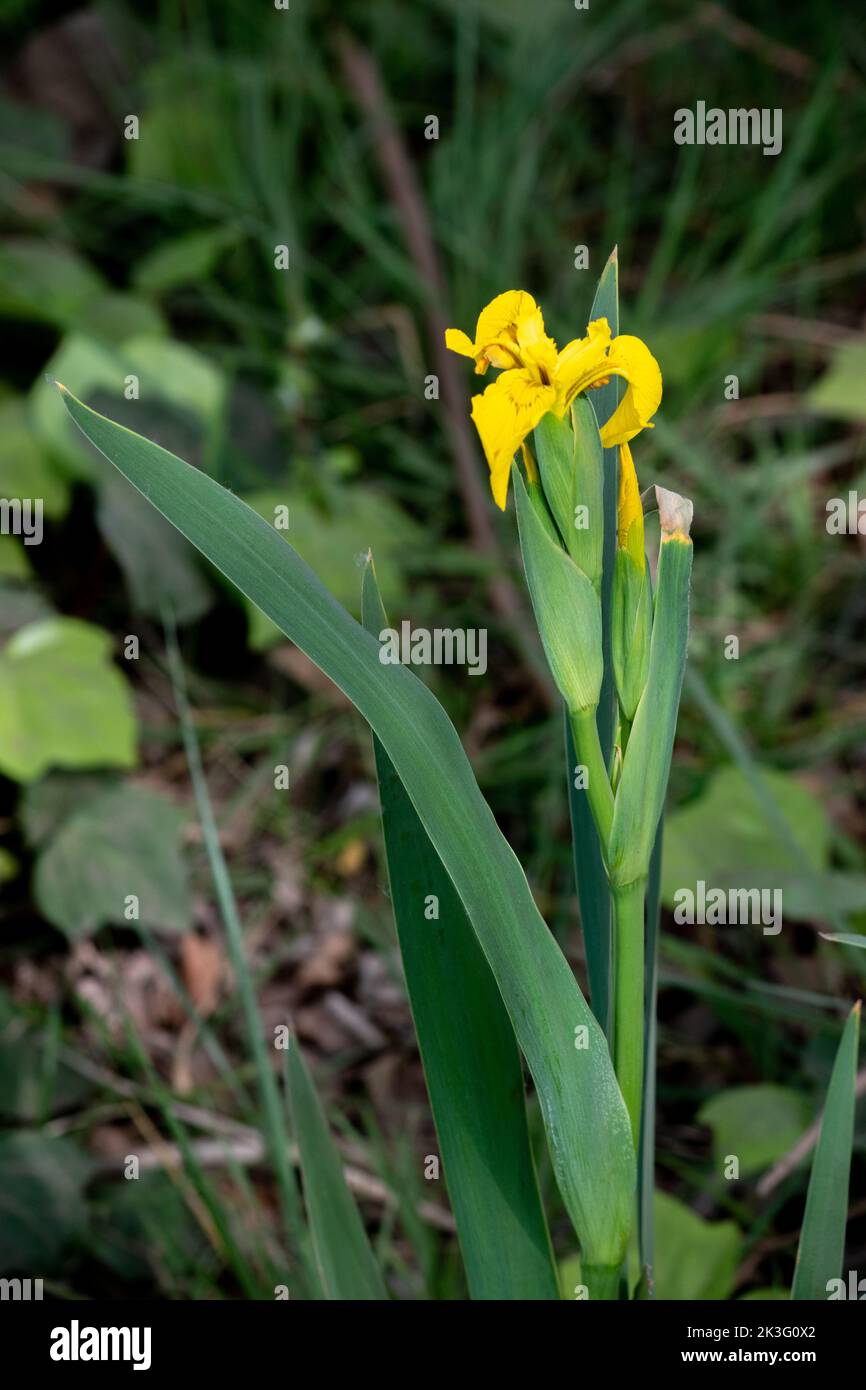 Gelbe große Blüten einer Canna Indica Stockfoto