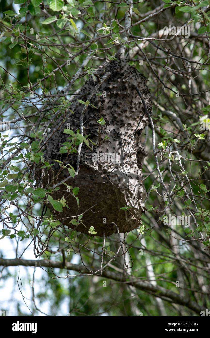 Nest von Camoati-Wespen oder Balita-Wespen Stockfoto